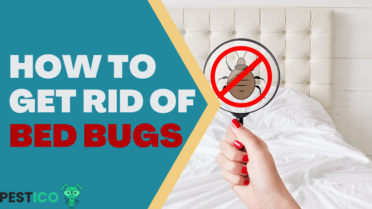 How to get rid of bed bugs