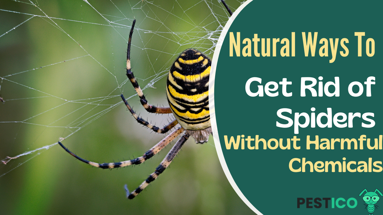 Natural Ways to Get Rid of Spiders without Harmful Chemicals